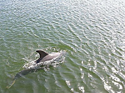 Dolphins