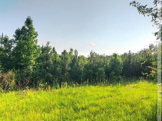 Young Pine Regeneration 