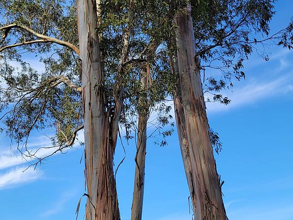 Top View of the Petaluma River
