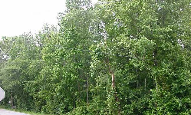 2nd image of 6033 Emsley Rd