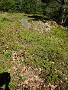 17 Black Dog Rd, Bar Harbor, ME, 04609
