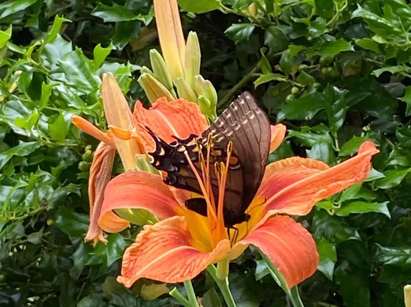 614 N Summit St, Bloomington, IN 47404