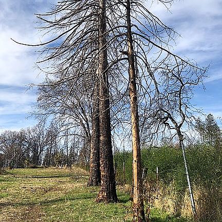 3 trees that have fallen