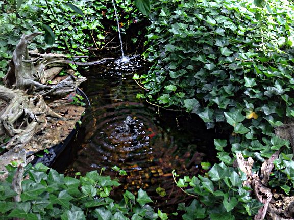 Pond