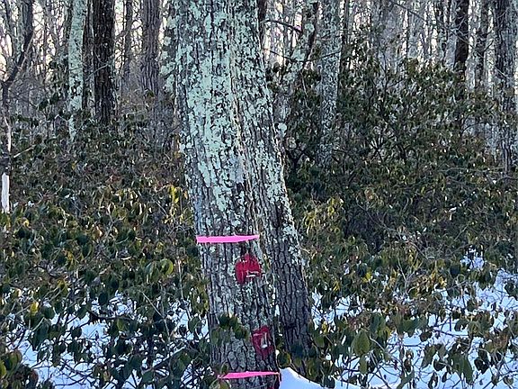 5th image of Budd Road