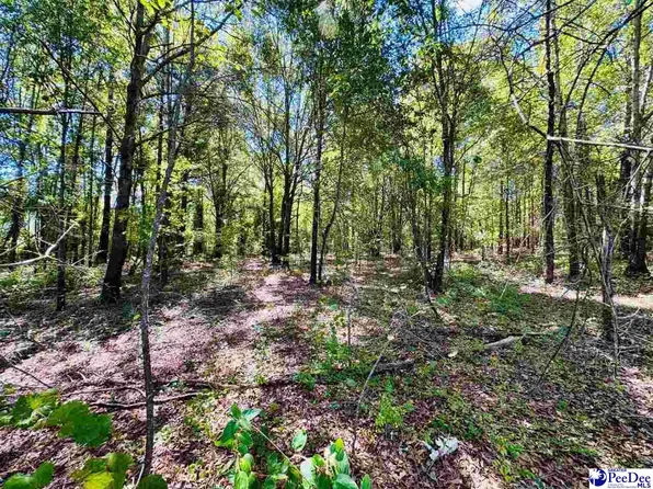 LOT 167 Brangus Ln, Cheraw, SC 29520