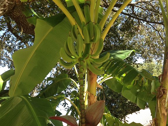 Banana trees