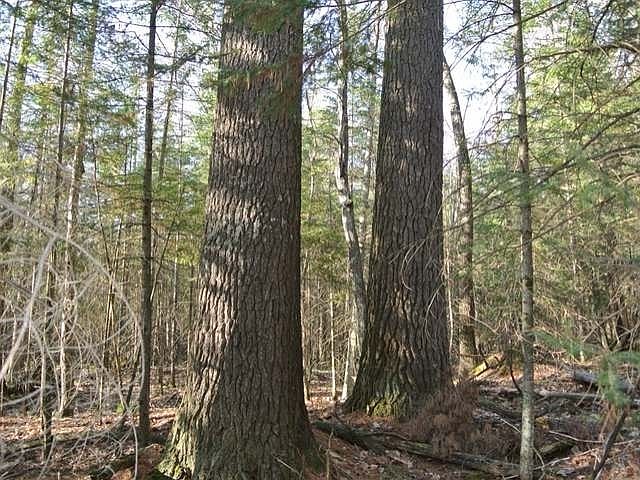 1st image of 48 Acres Driftwood Pl