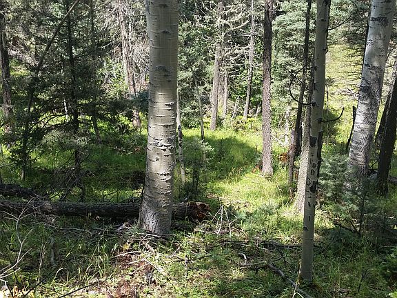 aspen and pine trees