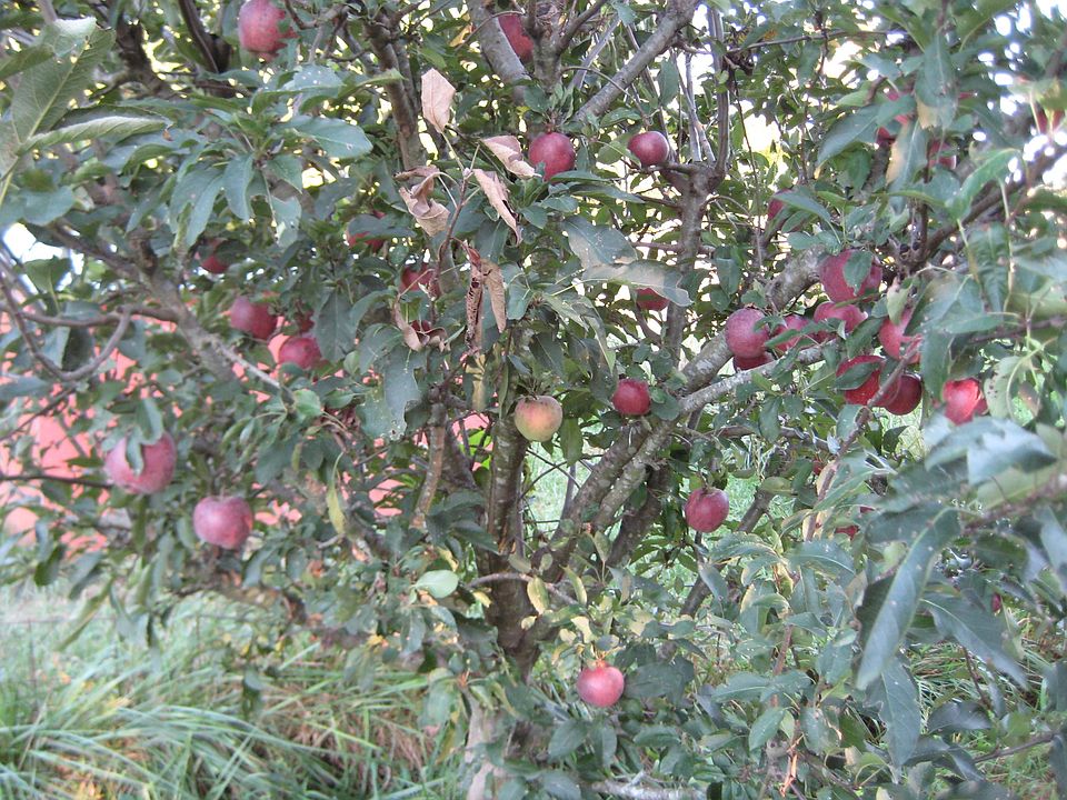 Apple trees 2012