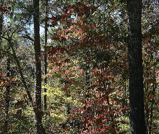 3rd image of 288 W Ar 56 Hwy