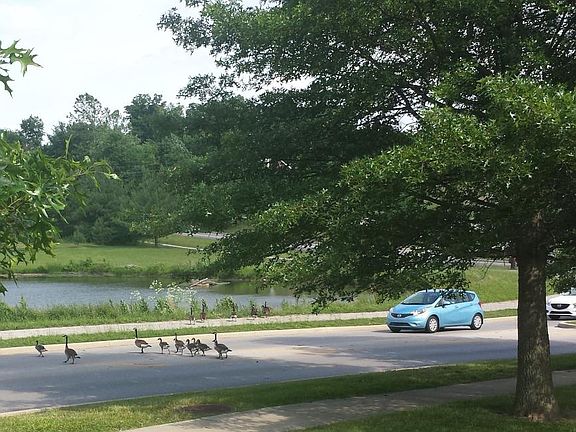 Nearby Pond w/ Wildlife