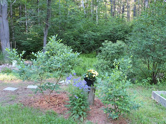 Blueberry bushes