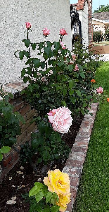 Along front of house