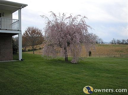 Beautiful weeping cherry tree