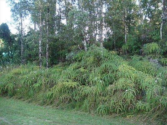 2nd image of Iao St Lot 459