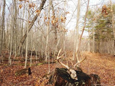 40.00AC County Road X, Pittsville, WI, 54466
