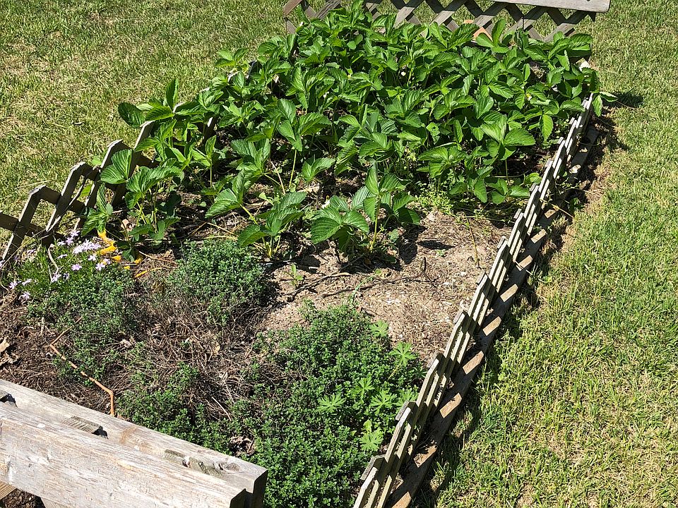 Strawberry patch