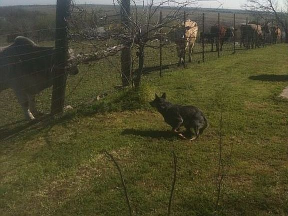 Does not come with dog or cows!