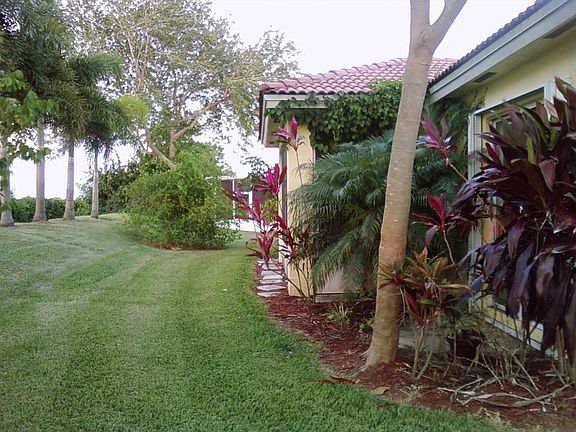 luscious landscaping ( foxtail palms, keylime tree, and starftruit tree) 