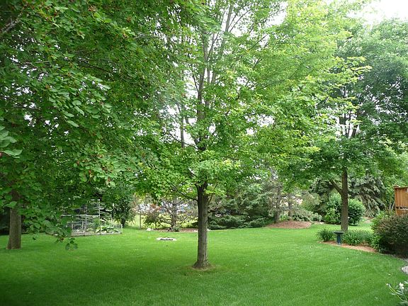 Mature trees fill the back yard