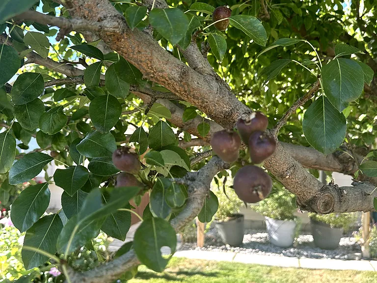 LOADS of pears coming this fall!