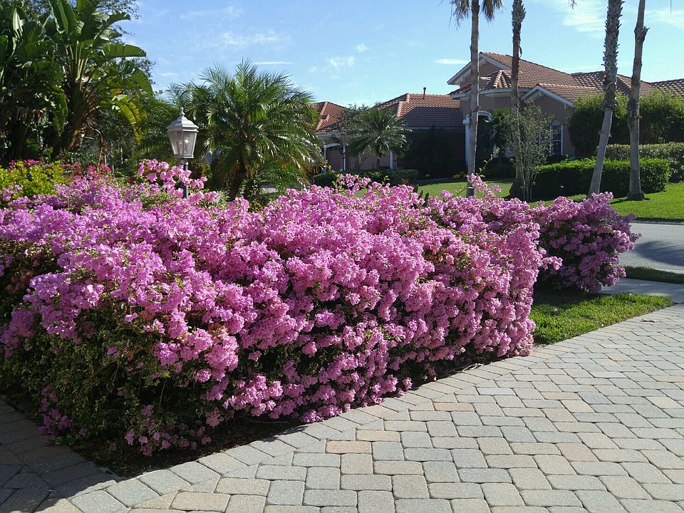 Bouganvillea in full bloom
