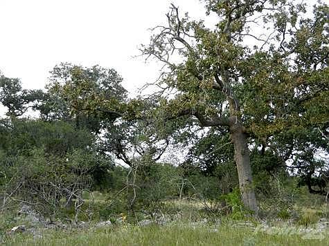 1st image of 1619 Bussola