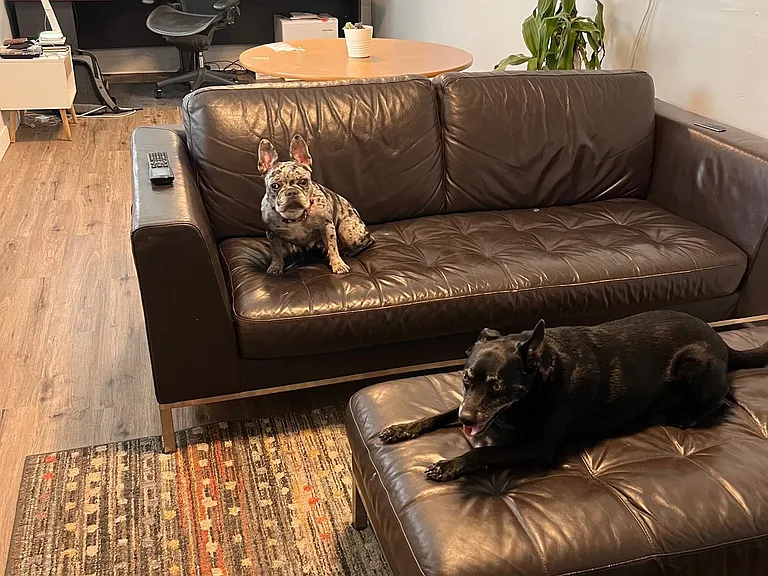 Office/living space (dogs not included)