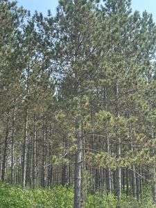 On Burrows Lake Rd, Tomahawk, WI, 54487