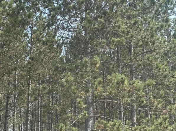 On Burrows Lake Rd, Tomahawk, WI 54487