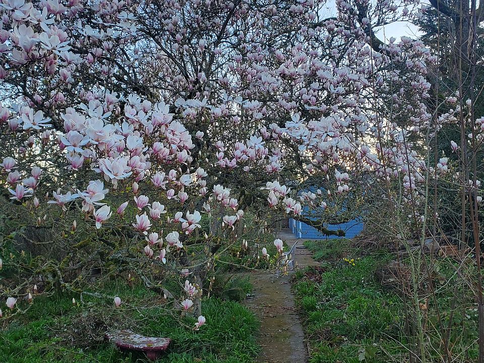 Beautiful Magnolia in walk up from the street.
