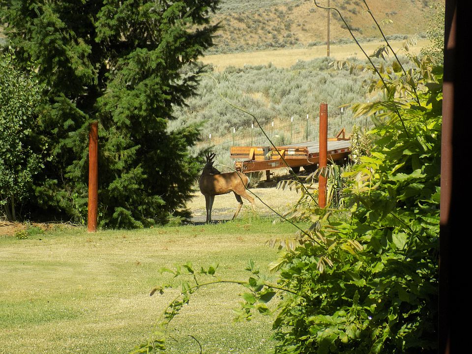 Wildlife visiting