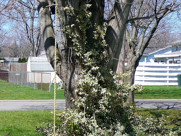 tree swing on the old oak tree