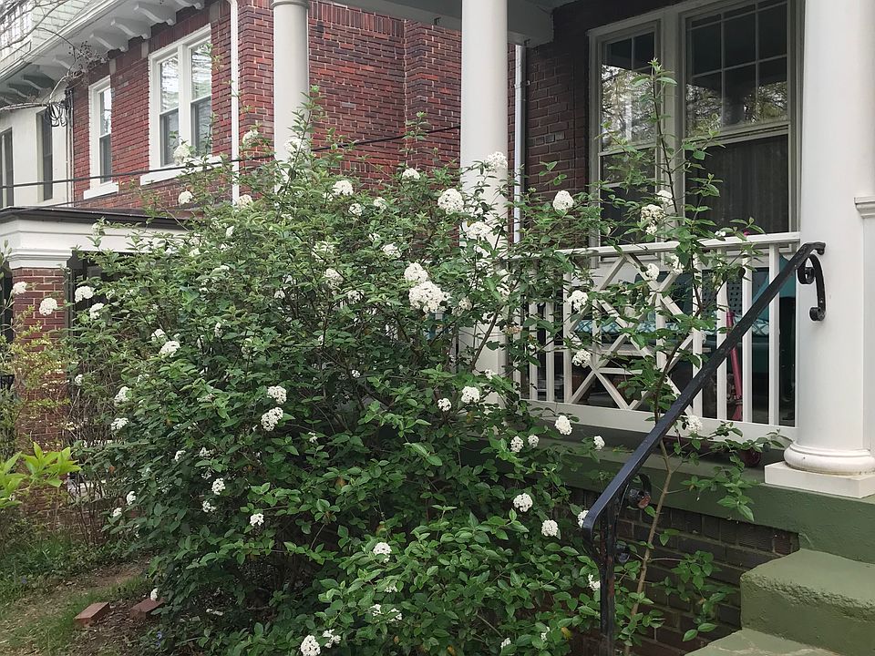 Fragrant viburnum hedge