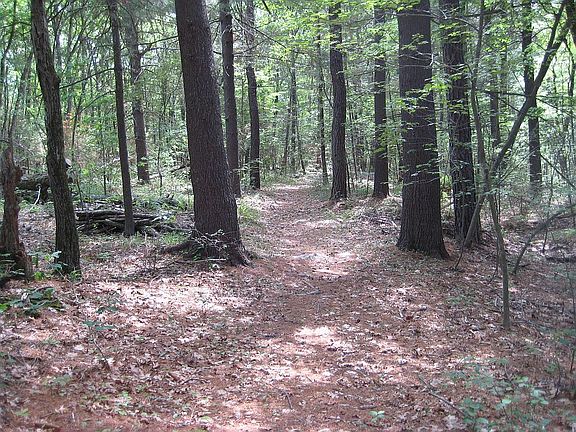 trails through the woods