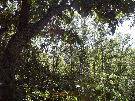 Wooded acerage 12.99 -