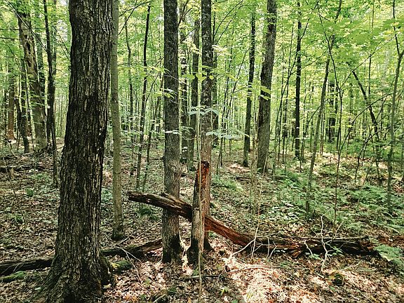 2nd image of Off Johnson Ave #80ACRES