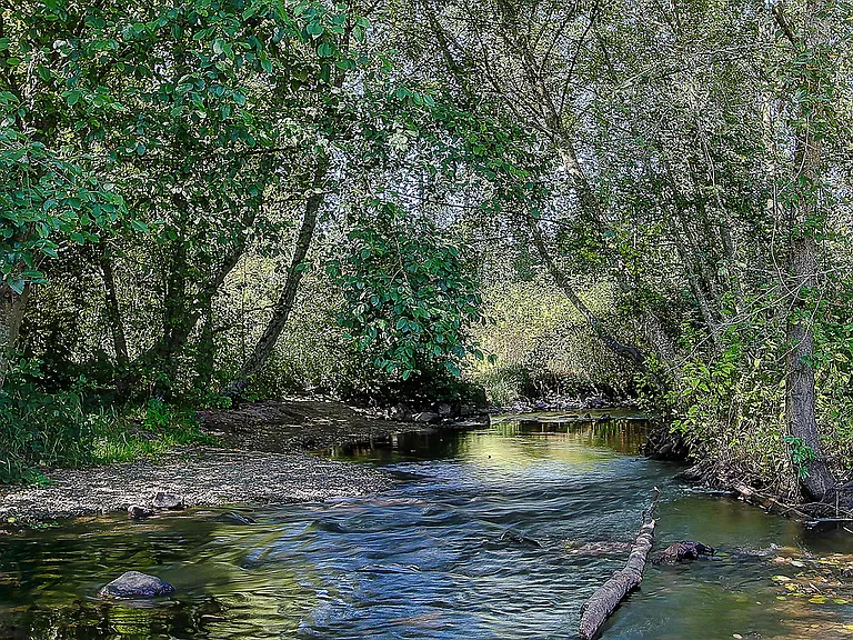 Salmon Run at Perry Creek — Photo 24