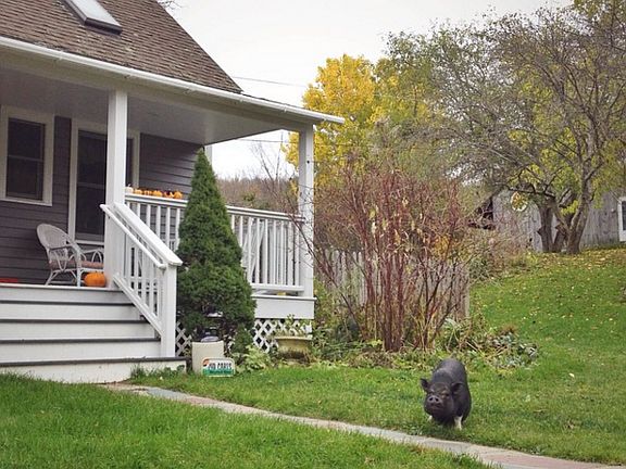 Potbelly Pig Greetings