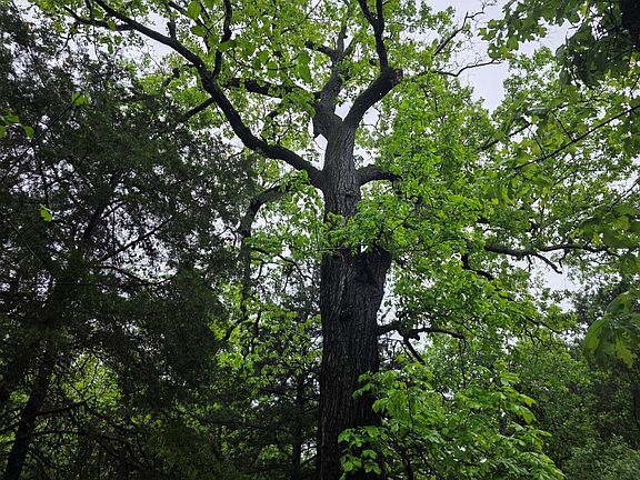 4th image of 7413 Quail Hollow Ct Lot 310