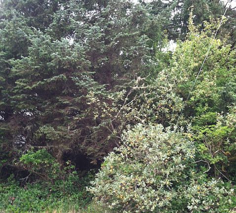 4th image of 357 Dorado Ave SW