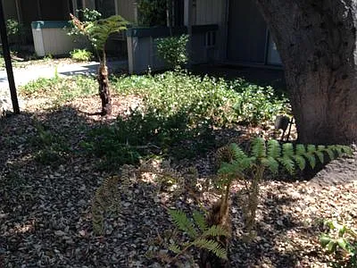 Live Oak Apartments — Photo 111