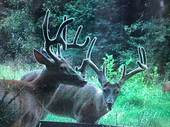 510 Rogues Fork Rd, Bethpage, TN 37022