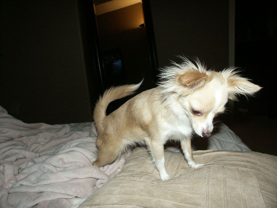 gaurd dog