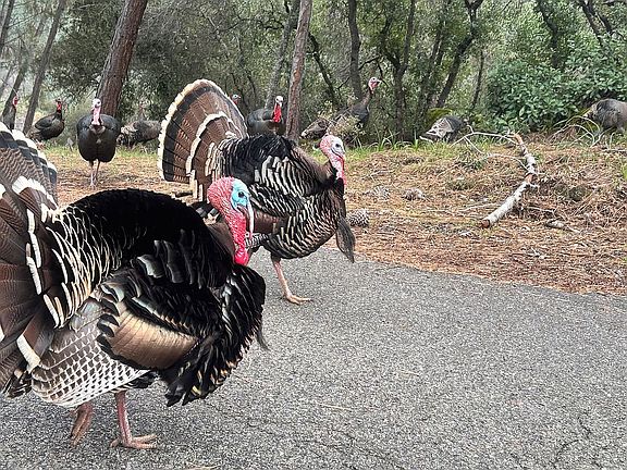 Wild Turkeys in the Riviera!