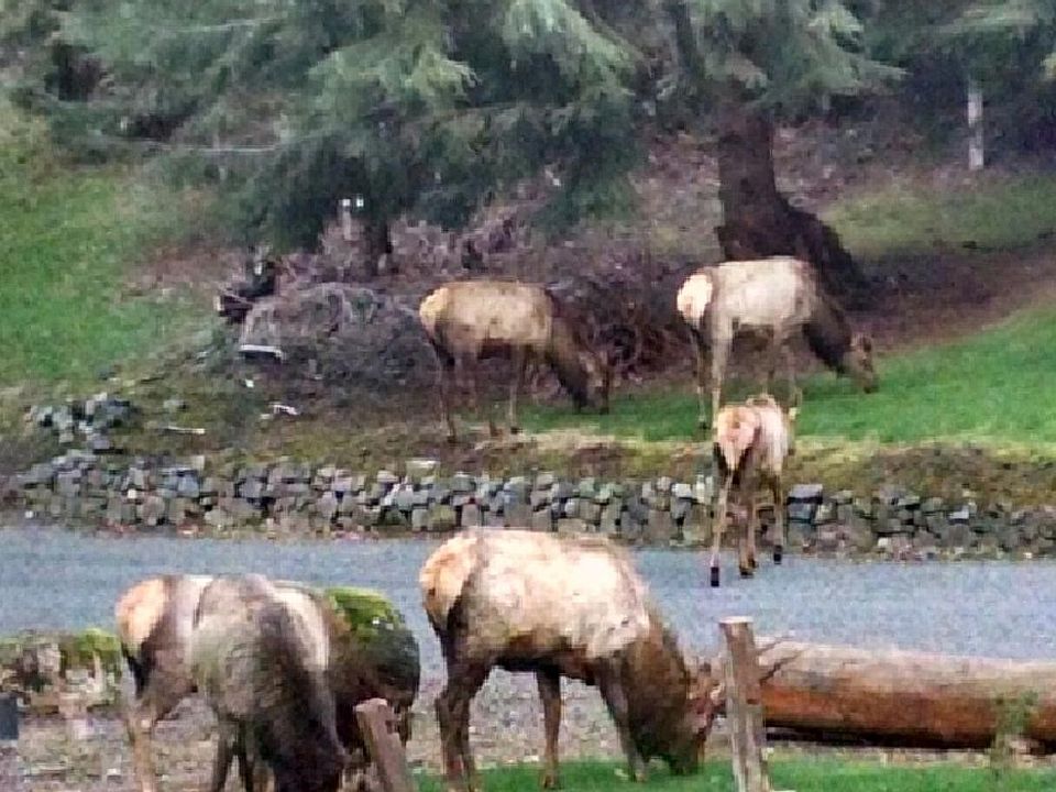 Elk & Deer roam free