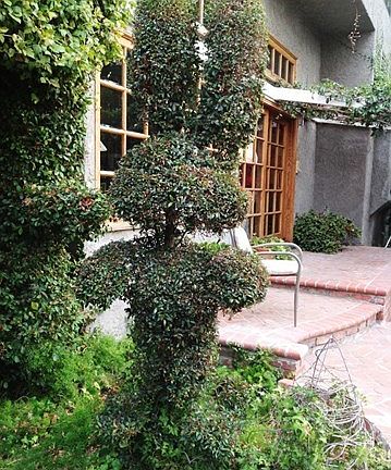 Bunny Topiary