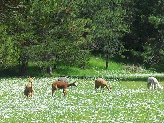 Fenced 3.5 acres of pasture