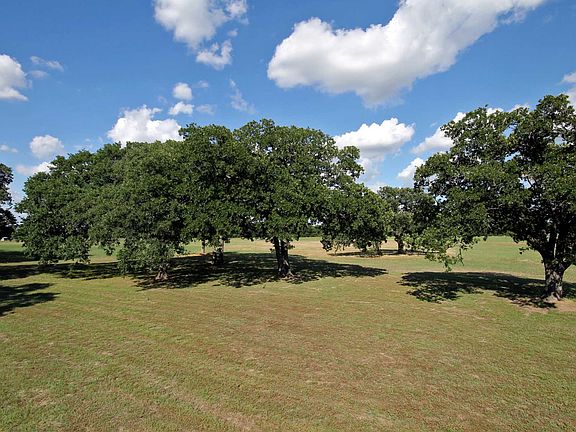 Huge Oak trees